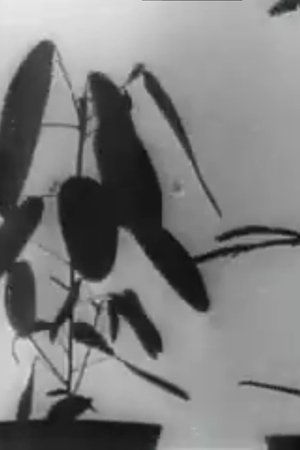 Kinematographische Studien an Impatiens, Vicia, Tulipa, Mimosa und Desmodium von W. Pfeffer (1898-1900)