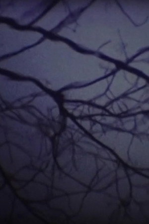 The Luminous Undergrowth poster