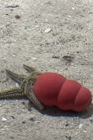 Atlantaquaria