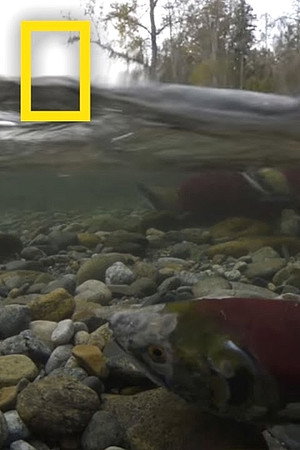 Season of the Salmon poster
