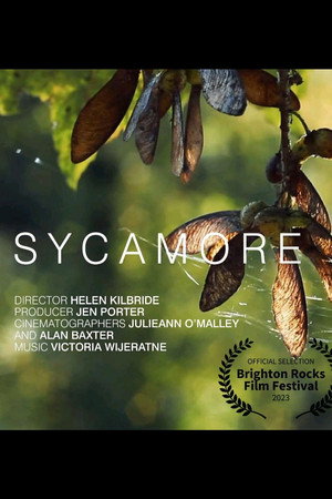 Sycamore poster
