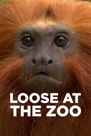 Loose at the Zoo