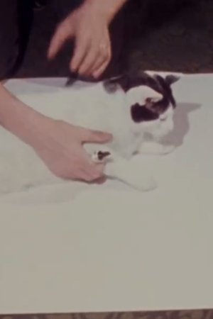 Poster of How to Draw a Cat