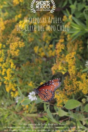 Mariposas Azules Del Cerro Del Topo Chico poster