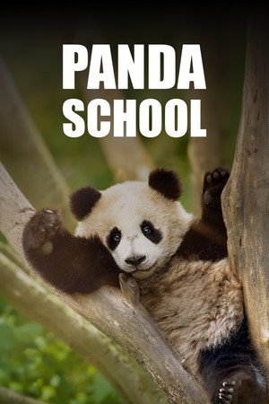 Panda School