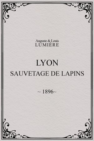 Lyon : sauvetage de lapins