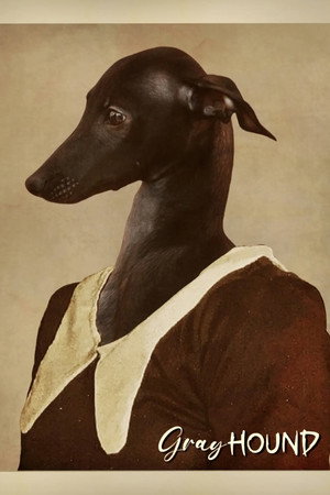 Gray Hound Gray Hound