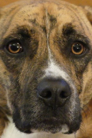 Portrait of Chicory