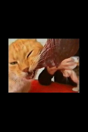 Voracious Cats poster