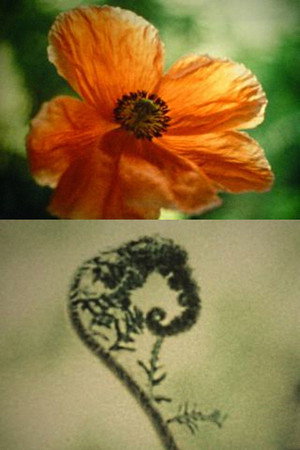 Tulipan poster