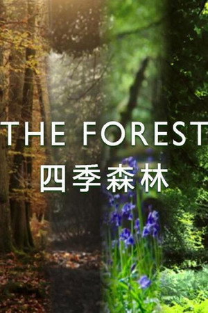 The Forest