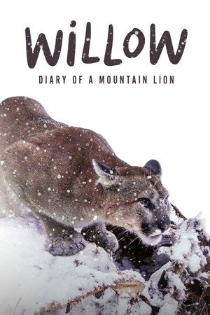 Willow: Diary of a Mountain Lion