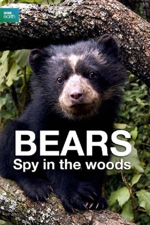 Bears: Spy in the Woods