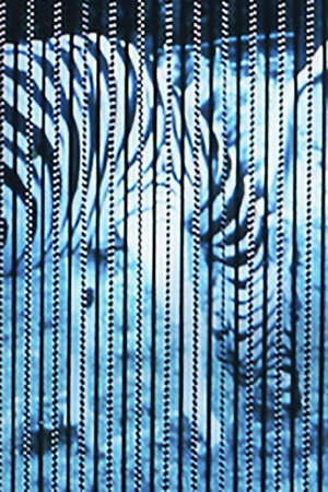 Zebras poster