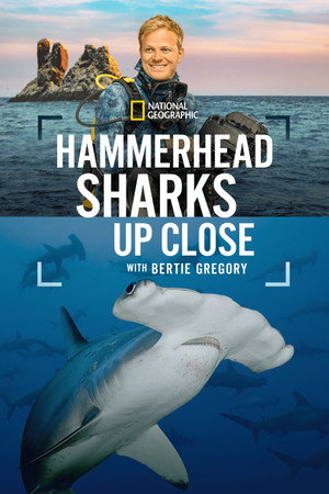 Hammerhead Sharks Up Close with Bertie Gregory poster