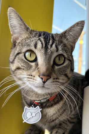 Portrait of Wolfie The Cat