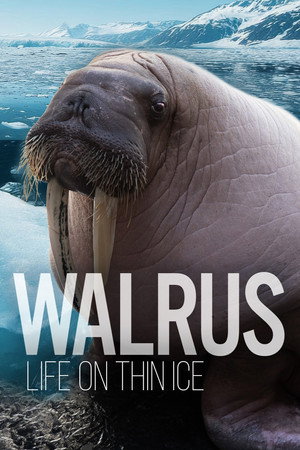 Walrus: Life on Thin Ice Walrus: Life on Thin Ice