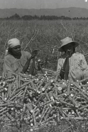 La chanson du manioc poster