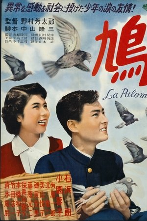 鳩