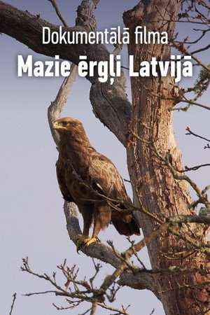 Mazie ērgļi Latvijā poster