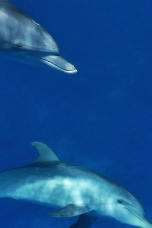 Meditate like a Dolphin poster