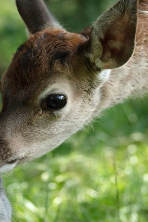 Bambi, una vida en el bosque