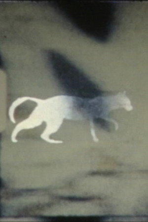 cat-e-gory poster