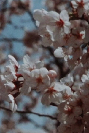 Sakura, Sakura poster