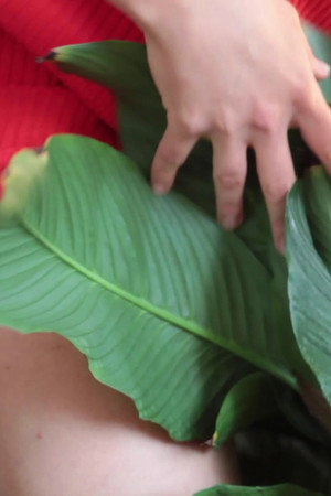 WET STREAMING III - fuck my ficus poster