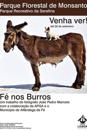 Poster of Fé nos Burros