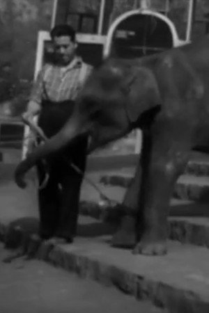 National Zoological Garden poster