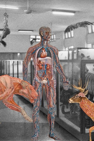 Myanmar Anatomy poster