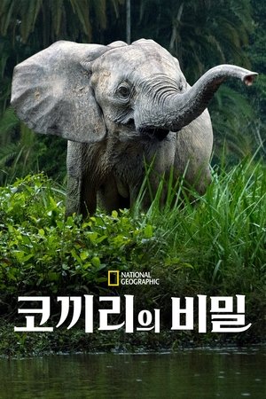 코끼리의 비밀