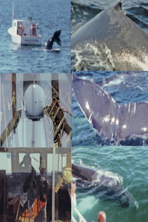 Whale Watch (2) poster