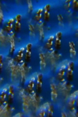 Jelly poster
