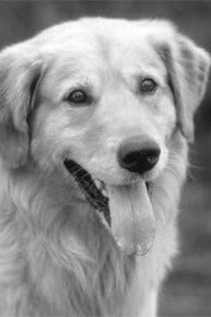 Portrait of Buddy