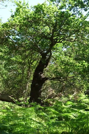 Arboreal poster