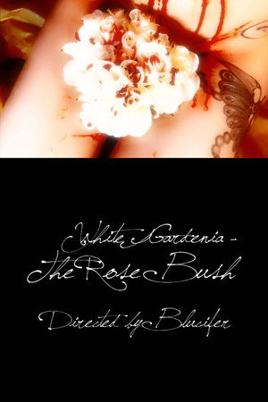 »White Gardenia - The Rose Bush« poster