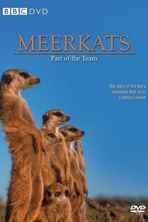 Meerkats: Part of the Team