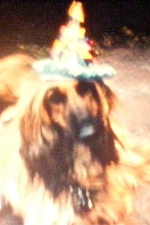 Ron Amok (Dog Party) poster