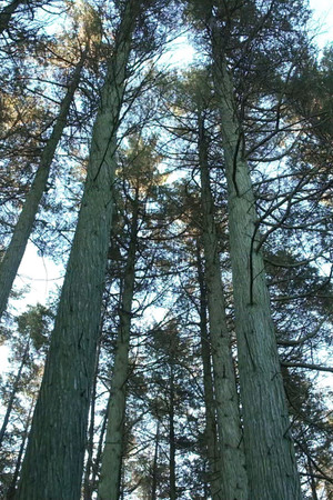 Keeping the Pinelands poster