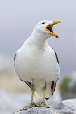 Portrait of Sully Seagull