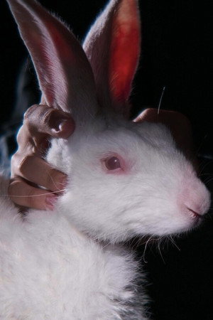 Rabbit 314 poster