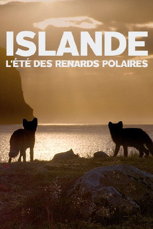 Islande, l’été Des Renards Polaires poster