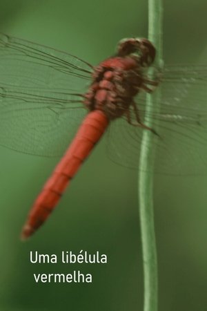 Uma libélula vermelha