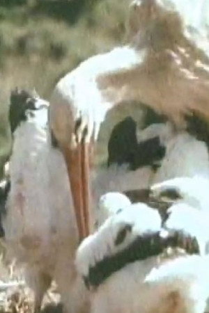 White Storks poster