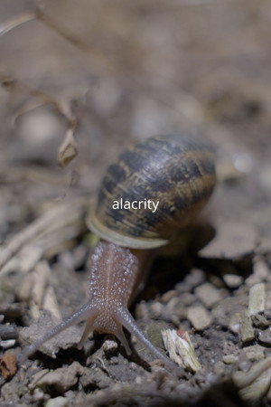 Alacrity poster
