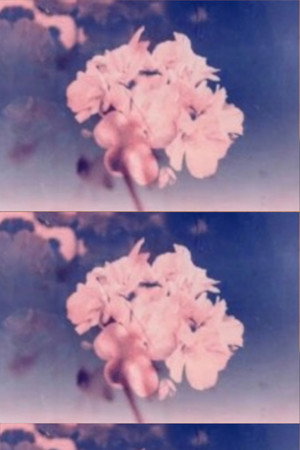 Wild Flower poster