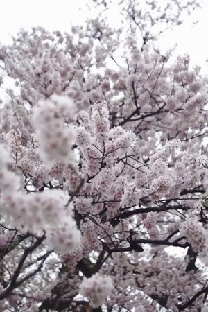 さくら、手のひら さくら、手のひら