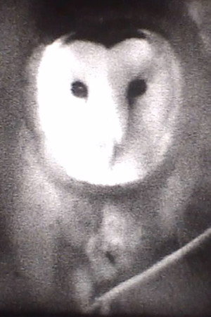 Owl poster